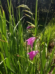 Gladiolus palustris