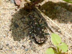 Cicindela ancocisconensis