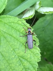 Cantharis nigricans