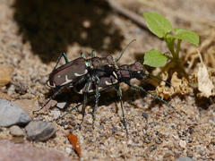 Cicindela ancocisconensis