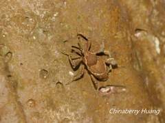 Cryptoderma formosense