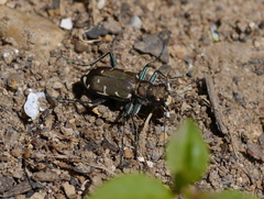 Cicindela ancocisconensis