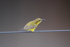 Cinnyris jugularis