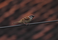 Passer montanus