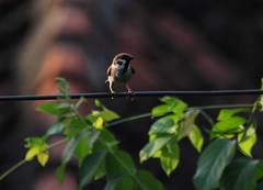 Passer montanus