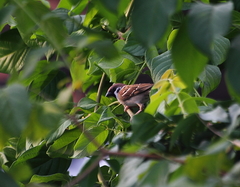 Passer montanus