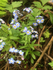 Myosotis alpestris