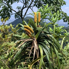 Freycinetia formosana