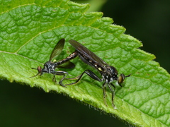 Eudioctria
