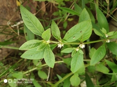 Alternanthera bettzickiana