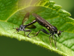 Eudioctria
