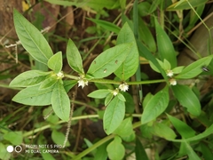 Alternanthera bettzickiana