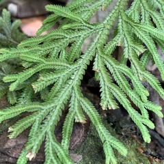 Selaginella stauntoniana