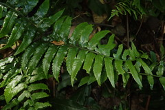 Bolbitis rhizophylla