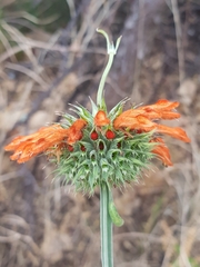 Leonotis nepetifolia nepetifolia