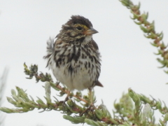 Passerculus sandwichensis beldingi