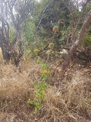 Leonotis nepetifolia nepetifolia
