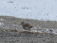 Passerculus sandwichensis beldingi