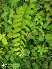 Adiantum cunninghamii
