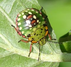 Nezara viridula