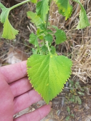 Leonotis nepetifolia nepetifolia
