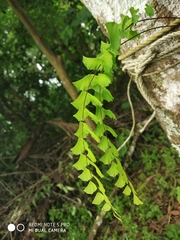 Adiantum cunninghamii