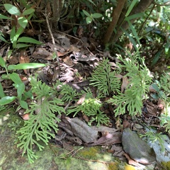 Selaginella stauntoniana