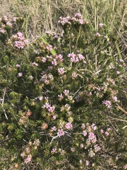 Phylica gnidioides