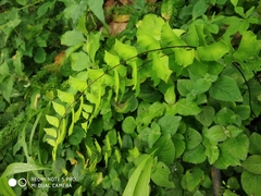 Adiantum cunninghamii