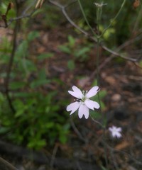 Silene linnaeana