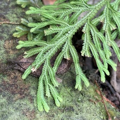 Selaginella stauntoniana