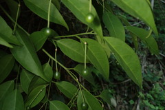 Capparis sabiifolia