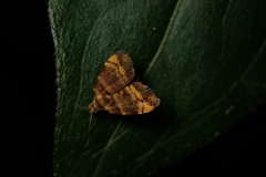 Choreutis amethystodes