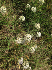 Allium drummondii