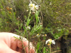 Felicia hyssopifolia