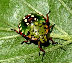 Nezara viridula