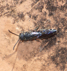 Sapygina decemguttata
