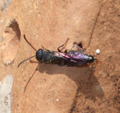 Sapygina decemguttata