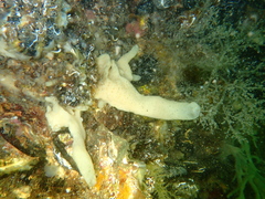 Halichondria bowerbanki