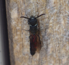 Sapygina decemguttata