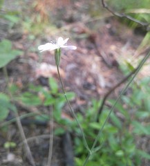 Silene linnaeana
