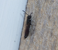 Sapygina decemguttata