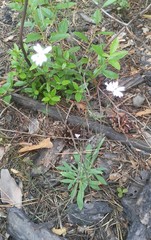 Silene linnaeana