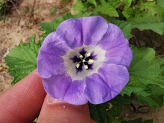 Nicandra physalodes