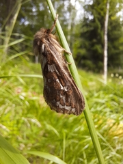 Korscheltellus fusconebulosa