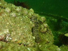 Salaria pavo