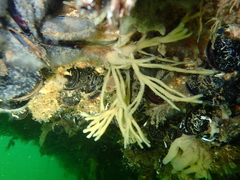 Halichondria bowerbanki