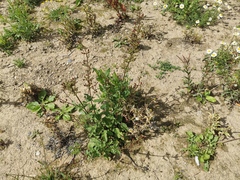 Scrophularia auriculata