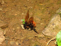 Bombus bicoloratus