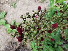 Scrophularia auriculata